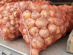 Репчатый Лук, Soğan, Cebula, 2021