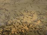 Рыбопосадочный материал (личинка) - fotosurat 1