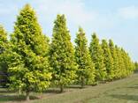 Саженцы декоративных деревьев - fotosurat 2