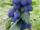Саженцы плодовых деревьев - ищем торговых представителей в Узбекистане - fotosurat 8