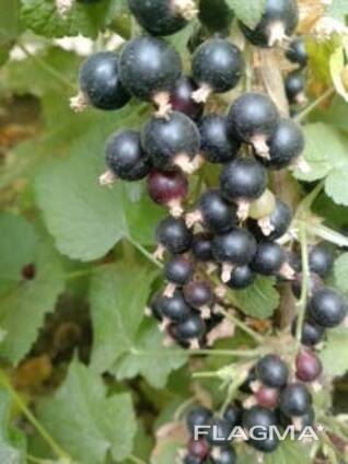 Саженцы йошты, черной и красной смородины