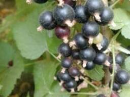 Саженцы йошты, черной и красной смородины