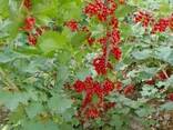 Саженцы йошты, черной и красной смородины - fotosurat 5