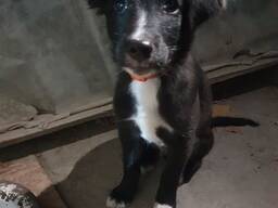 Щенок даром в добрые руки