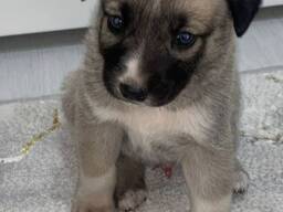 Щенок даром в добрые руки