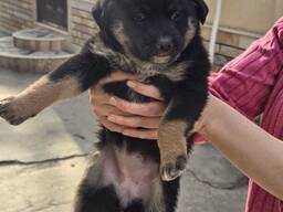 Щенок даром в добрые руки