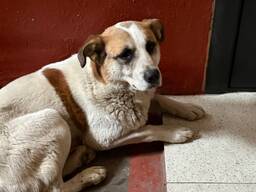 Собаки ищут дом