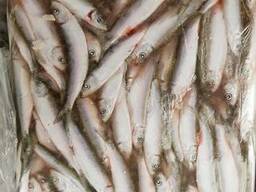 Килька Sprats