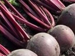 Свекла свежая урожай 2026г