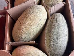 Свежая дыня из Узбекистана