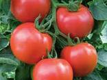 Свежие помидоры/ томаты - фото 3