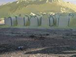 Тurkmen granul, lump sulfur/ гранулированная, комовая сера FOB - fotosurat 1