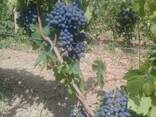 Виноград - кишмиш из Узбекистана - фото 7