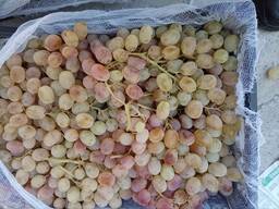 Виноград столовый, сорт Тайфи