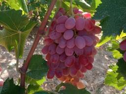 Виноград