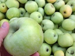 Olma navi O‘zbekistonning Semerenko 2022 yilning eng yuqori sifatli hosili