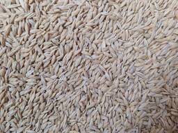 Ячмень 2-й класс Продовольственный