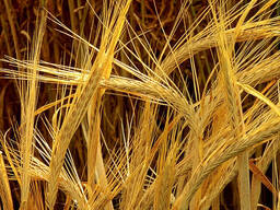 Ячмень фуражный прямая поставка из Казахстана