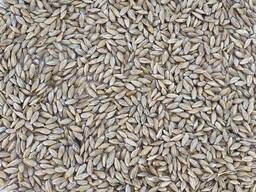 Ishlab chiqaruvchidan arpa