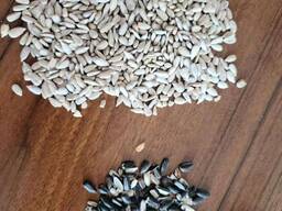 Ядро подсолнечнике чищенное