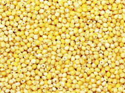 Yellow Non-Glutinous Dried Floured Red Millet Broomcorn Millet for Bird Seeds Grade